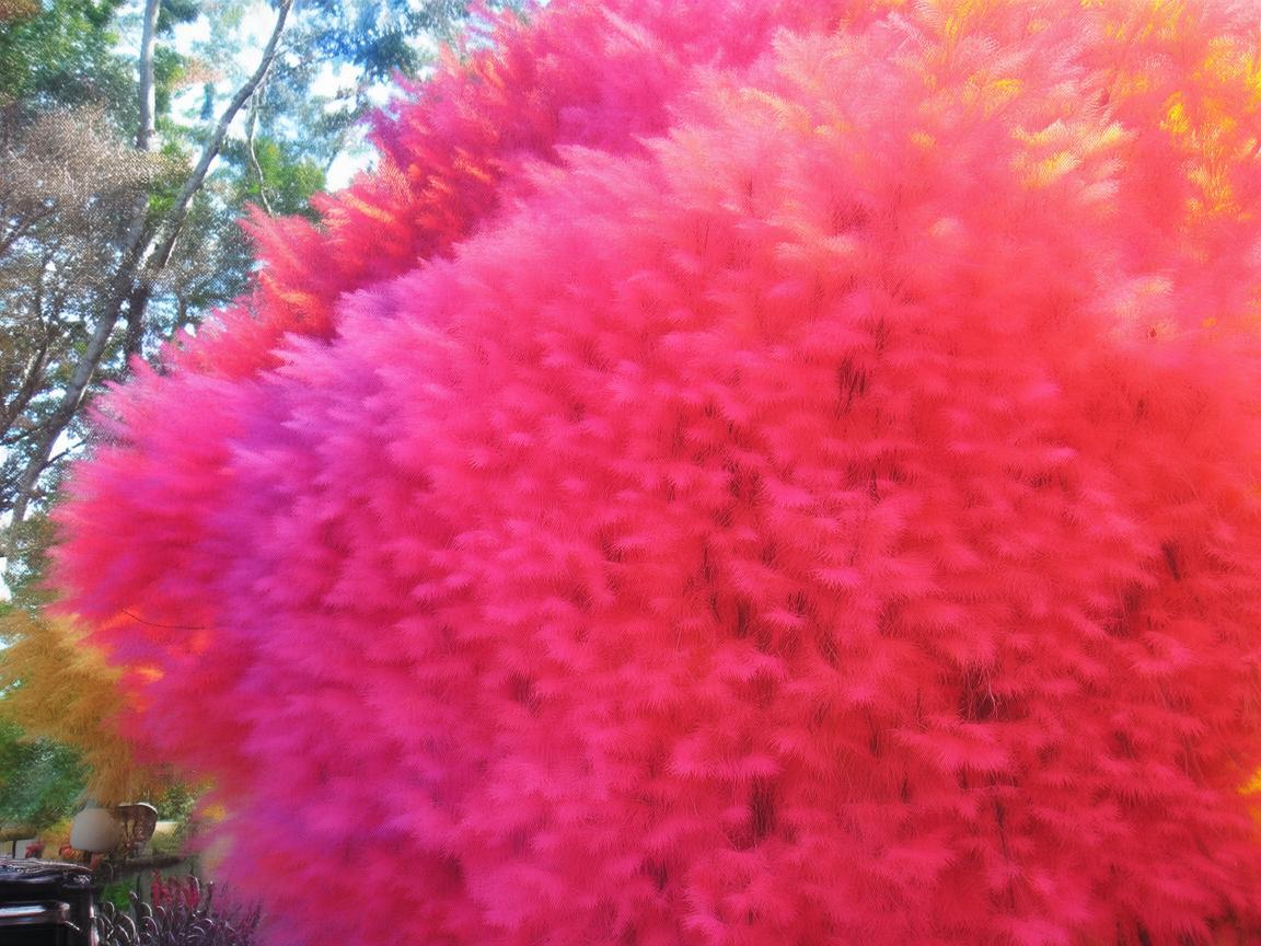 花鸟市场，时装设计的灵感宝库？